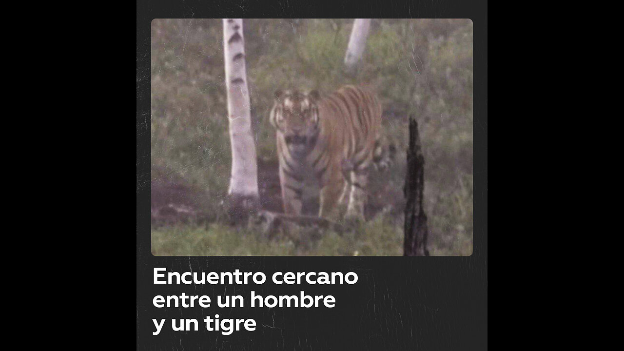 Encuentro cercano entre un hombre y un tigre en el Lejano Oriente ruso