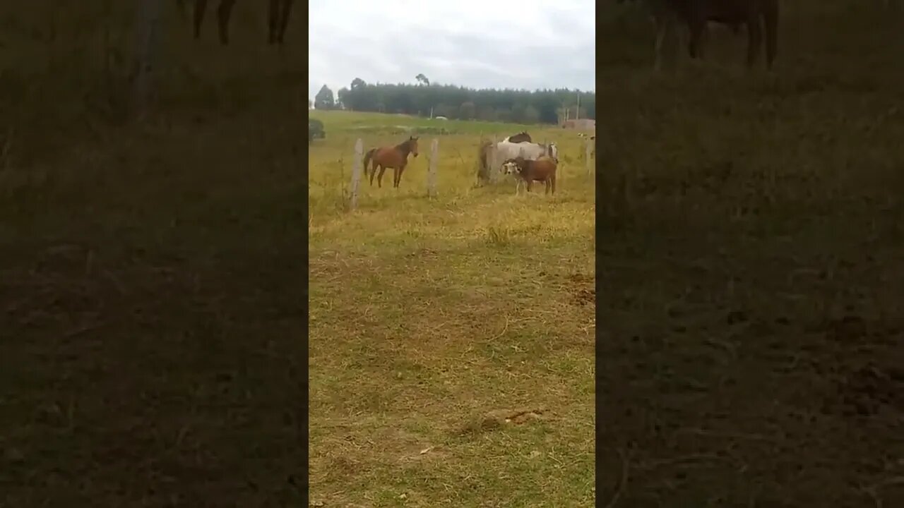 Boi e Cavalos juntos