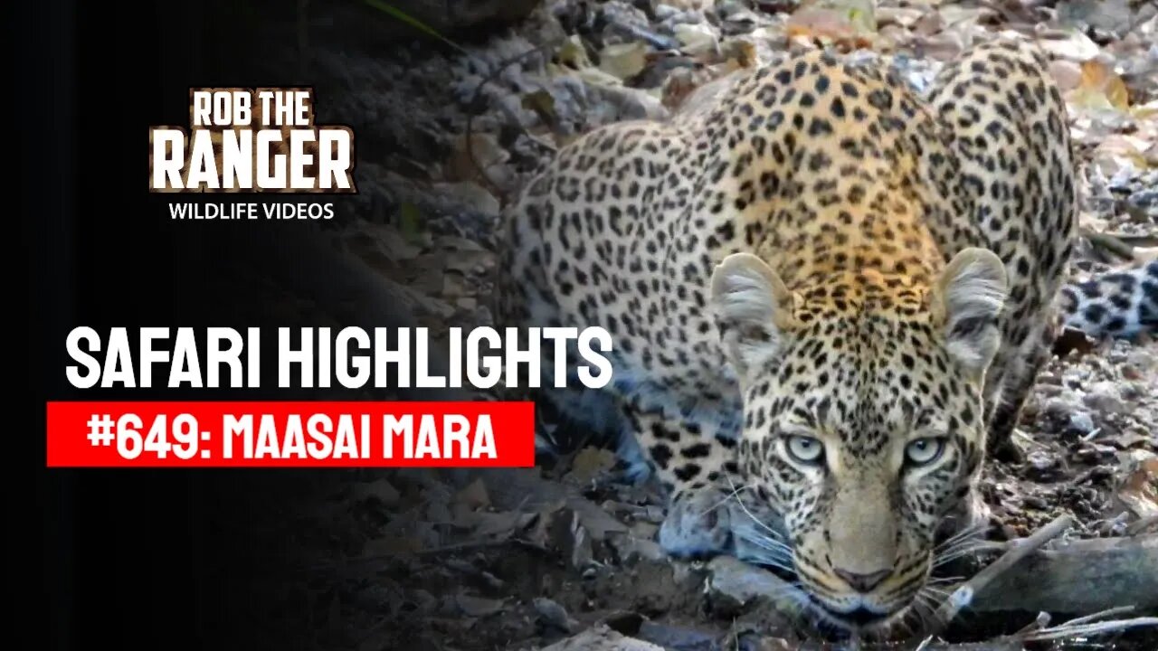 Safari Highlights #649: 12th January 2022 | Maasai Mara/Zebra Plains | Latest Wildlife Sightings