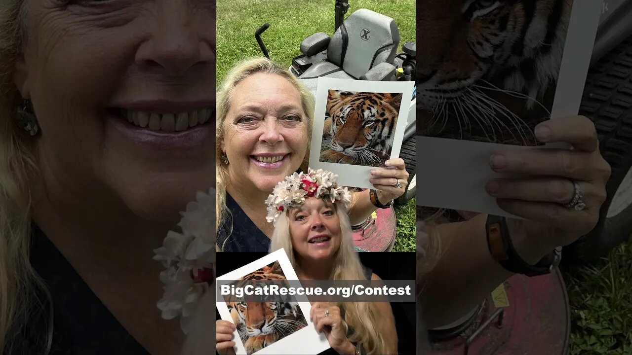 Enter to win $500 in the Kimba tiger selfie contest for International Tiger Day Saturday, 07 29 2023