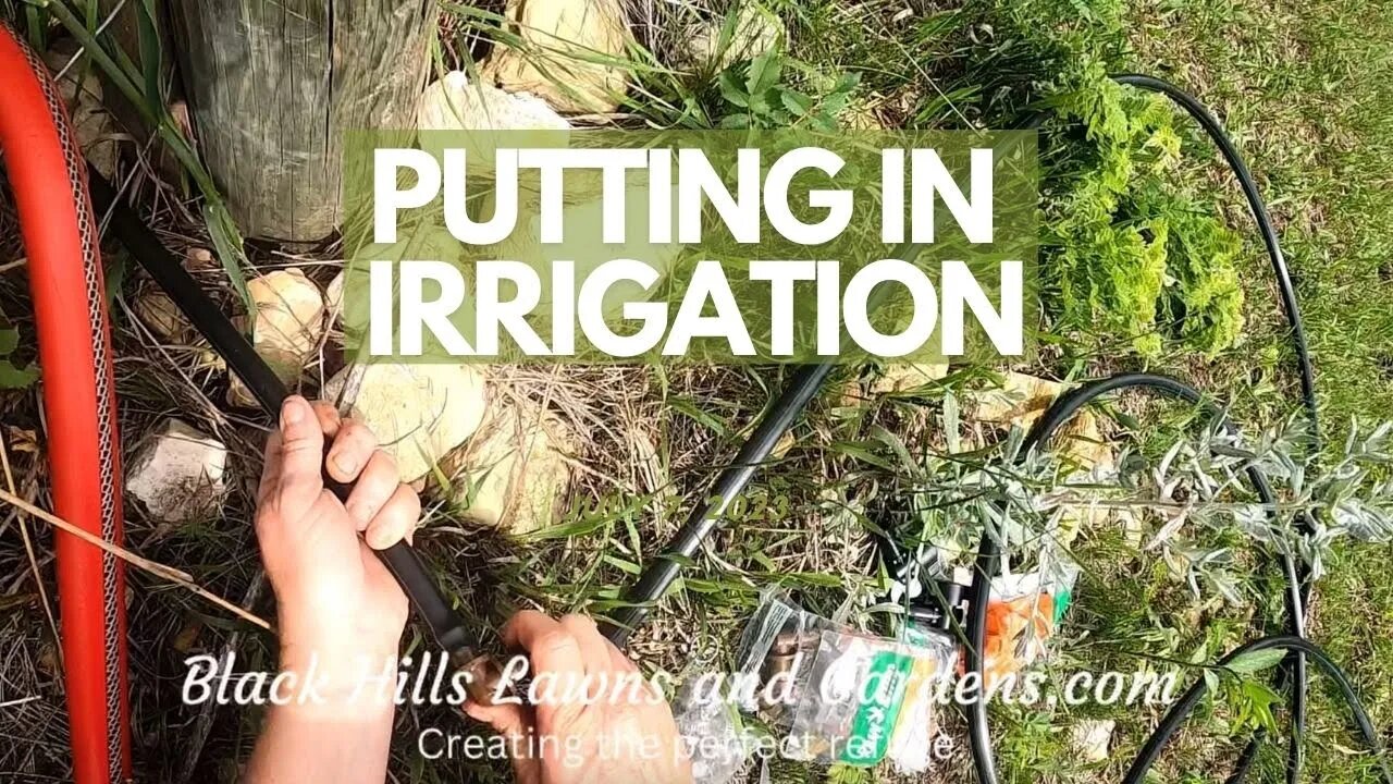 Putting in Irrigation- DIY- Simple system