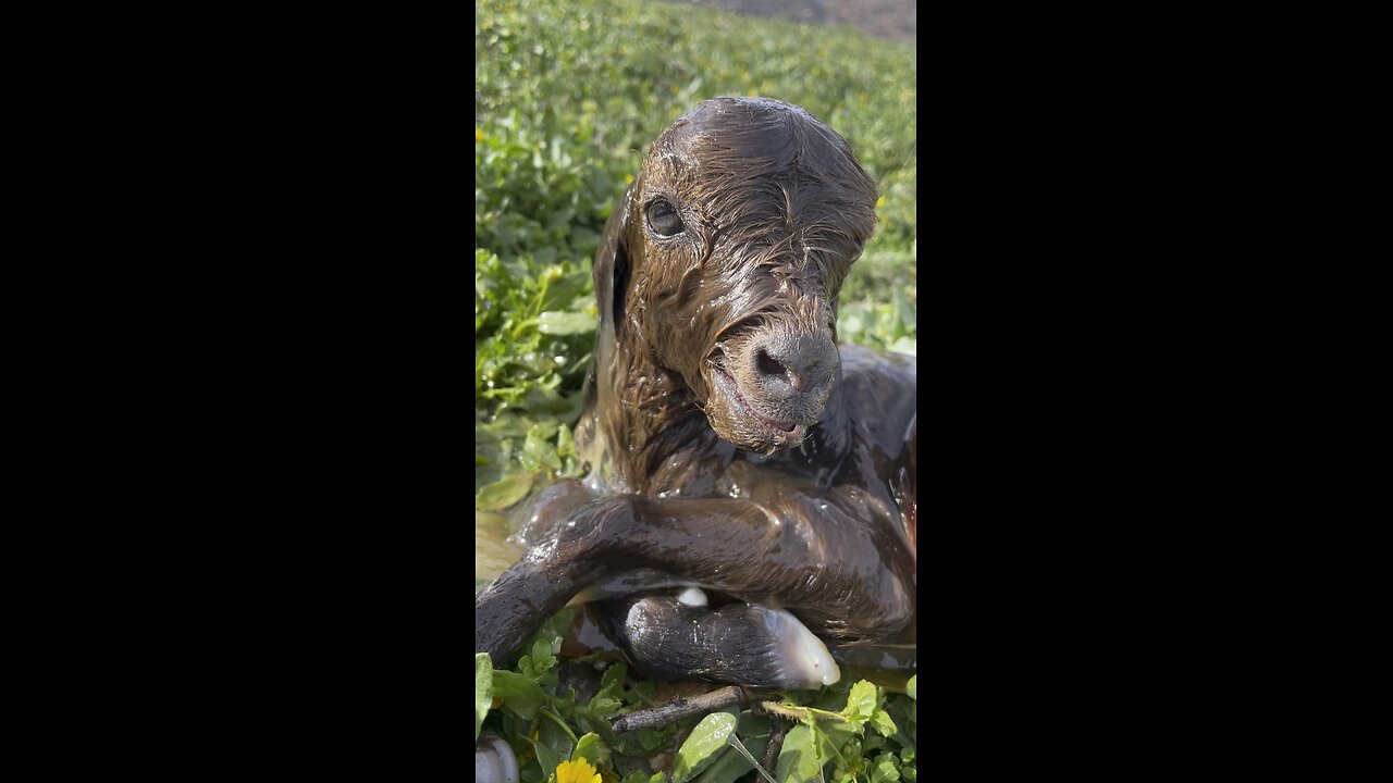 Beautiful goat 🐐 trending video