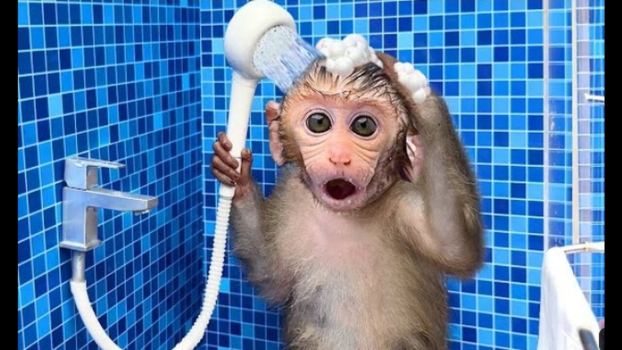 Monkey Baby Bon Bon oes to the toilet and plays with Ducklings in the swimming pool