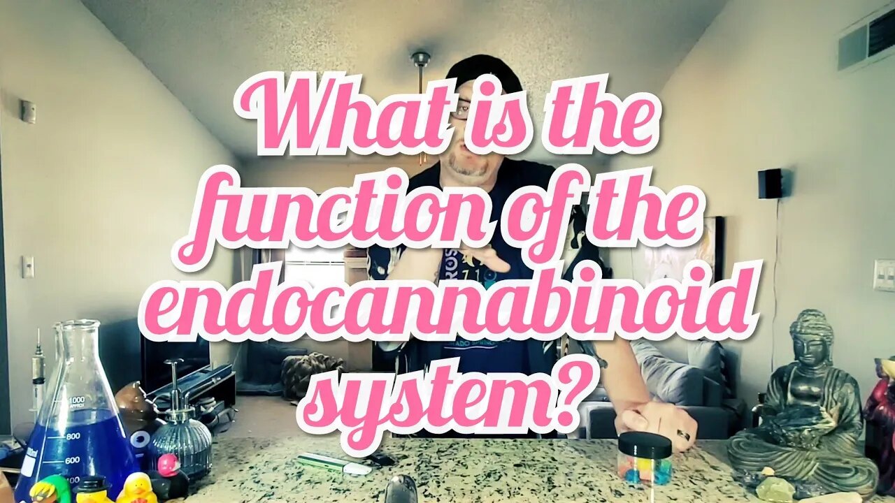 What is the function of the endocannabinoid system?