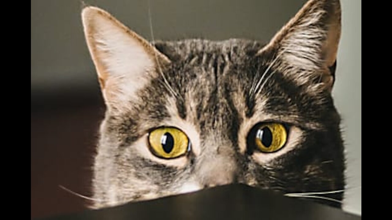 funny cat videos - funny cat reaction - funny cat moments