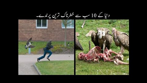 Top 10 most dangerous animals in the world | Haider Tv