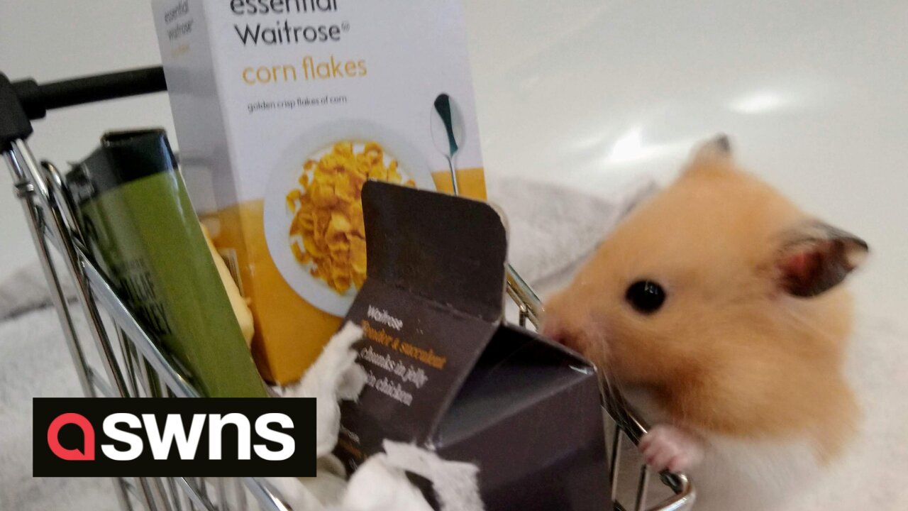 Meet the high-class hamster who will only eat fancy cheese from Waitrose