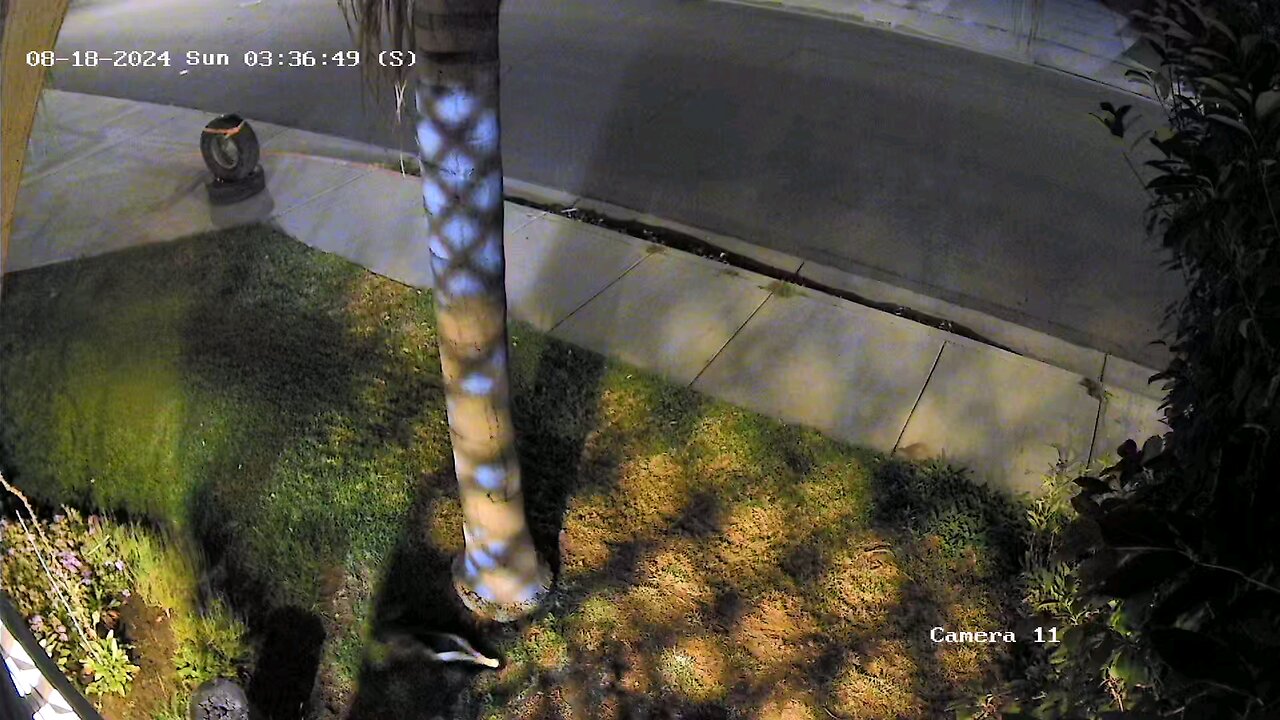 more skunks