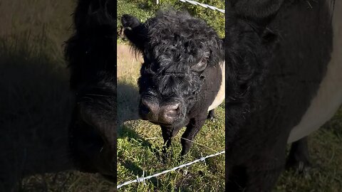 Neighbor’s Belted Galloway Bull comes over for a visit. #cattle #cows #visit