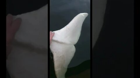 Beluga Whale joined my morning fishing trip