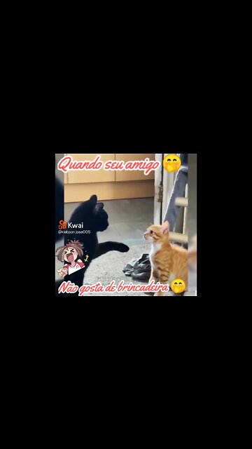 gato sendo zoado por outro gato #shorts