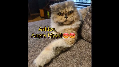 Cat Ashlee is annoyed with Another cat