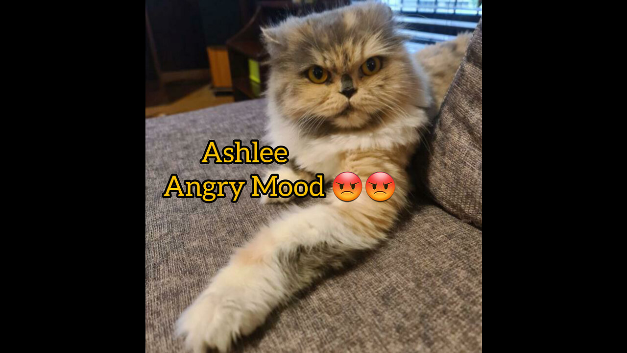 Cat Ashlee is annoyed with Another cat