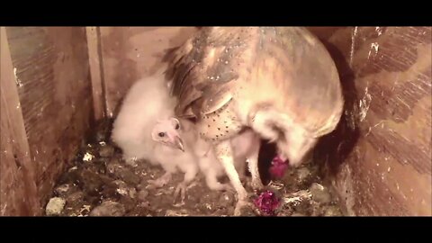 Mick's big meal. All babies eat well. 3-27-20