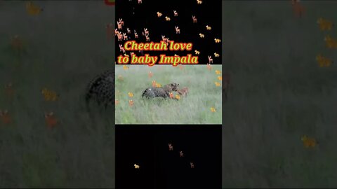 Cheetah plying to baby antelope 2022🦌#shorts #youtubeshorts #shortvideo