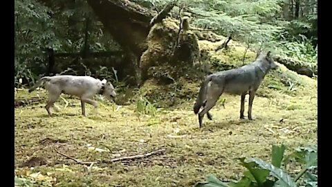 3 wolves, 1 with a tracking collar.