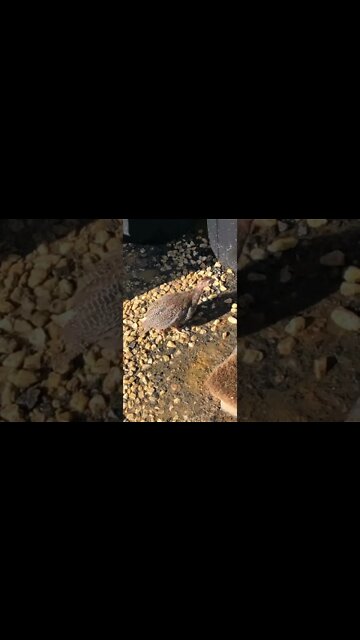 Teeny weeny Guinea fowl keet free ranging