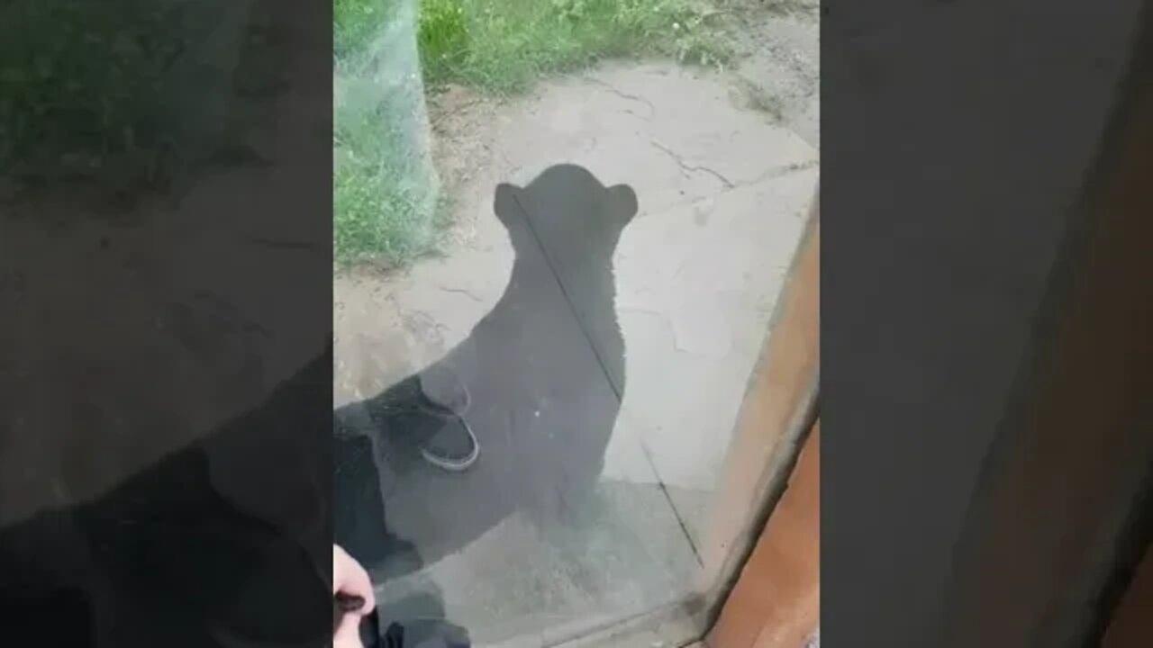 A cute black Panther