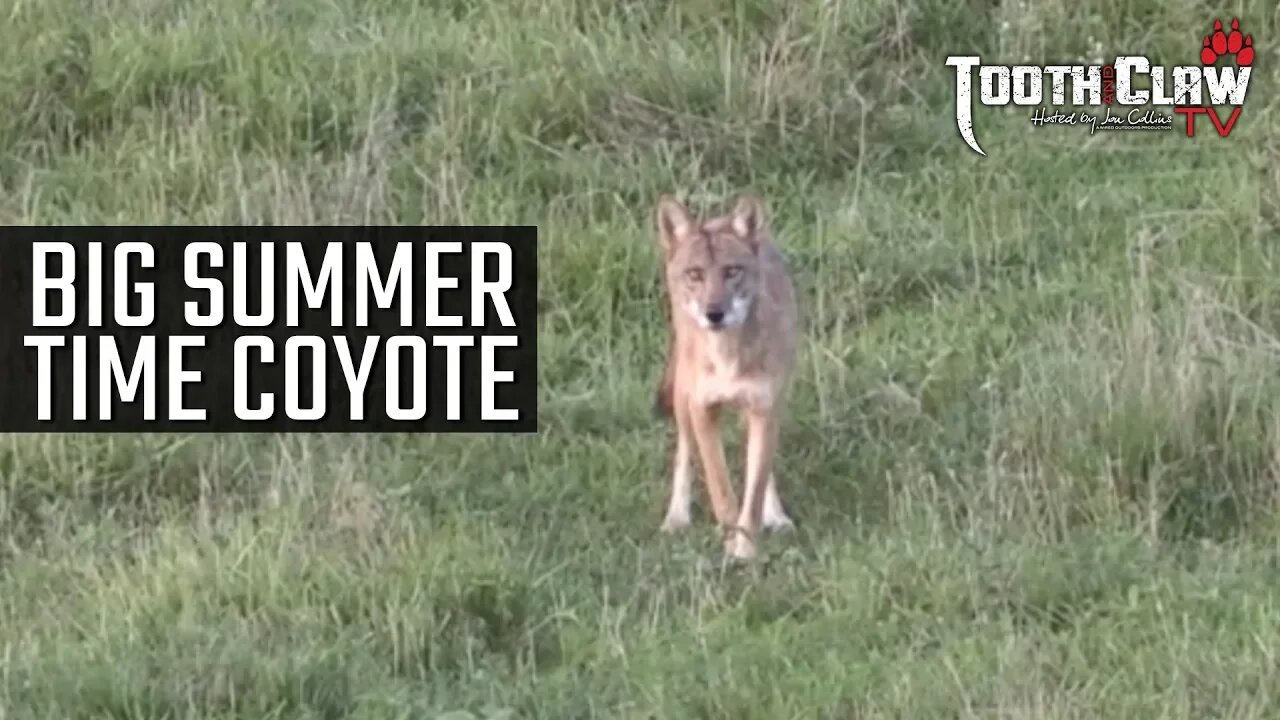 BIG Summer Time Coyote - Coyote Hunting