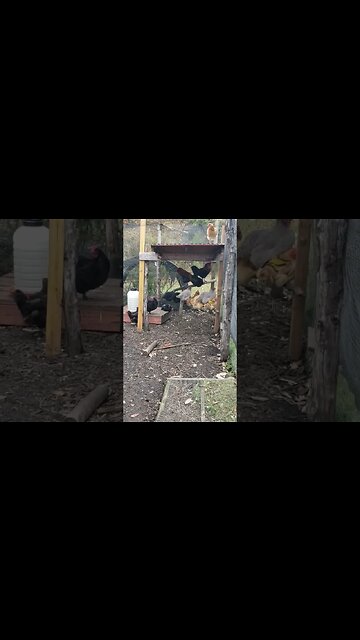 Snack And Nap #chickens #chickenshorts #chickenlife #happyhens