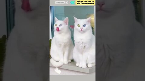 cute cat videos 😹 funny videos 😂 763 😻 #shorts #shortsfunny #cutecat #catvideos #catsfood #catscare