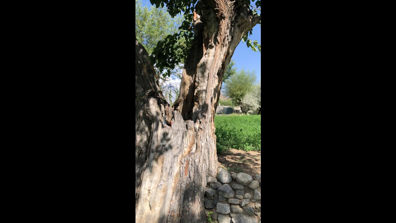 "The Ancient 100-Year-Old Toot Tree: A Glimpse into History in Gahkuch Bala, Ghizer Gilgit Baltistan