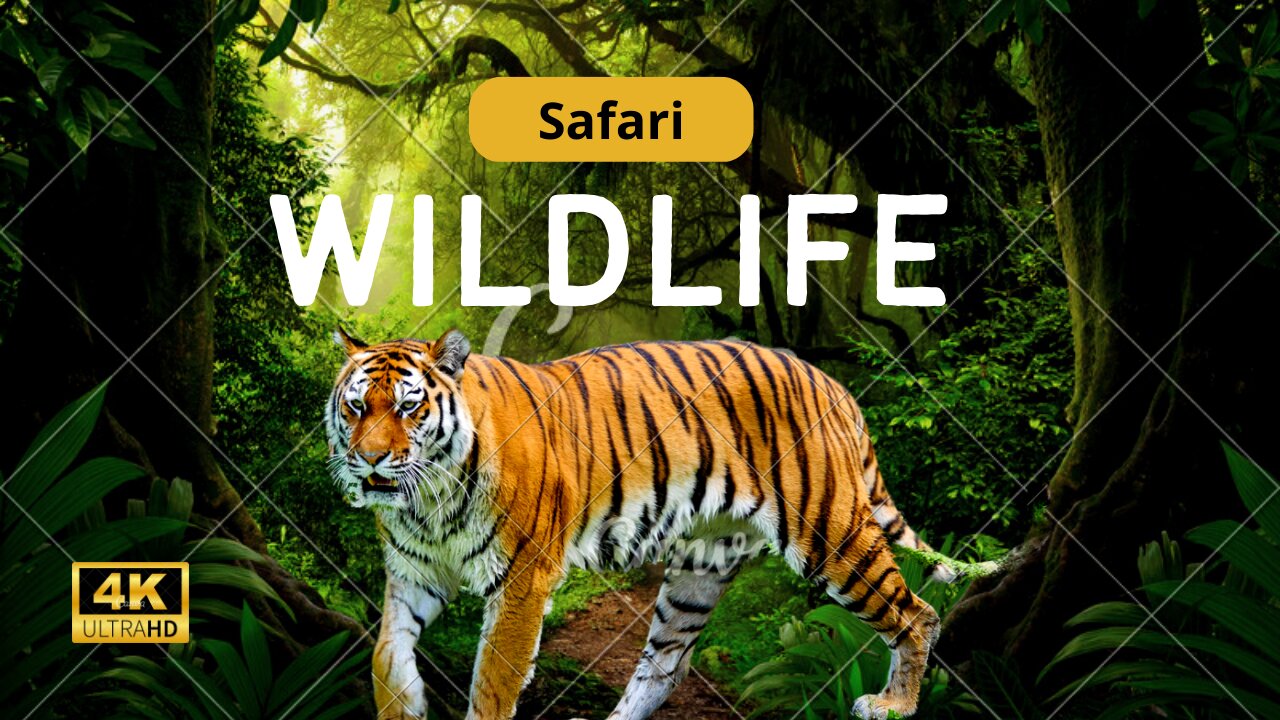 Safari Forest Wildlife Animals HD Video