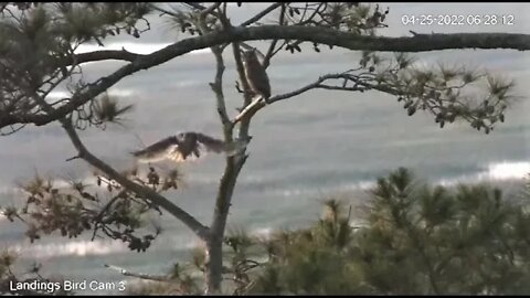 Mom and Owlbrey Hanging Out at The Marsh 🦉 4/25/22 06:25