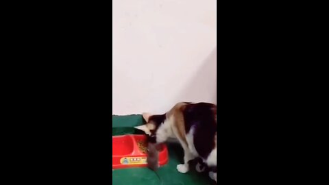 Funny Cat Feeding The Mouse