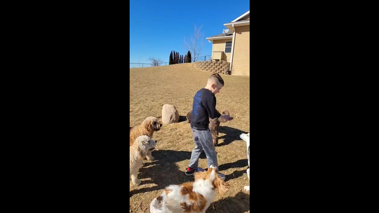 Teaching Our Pup Tricks: Unleashing the Circus Craze! 🎩🐶🎪