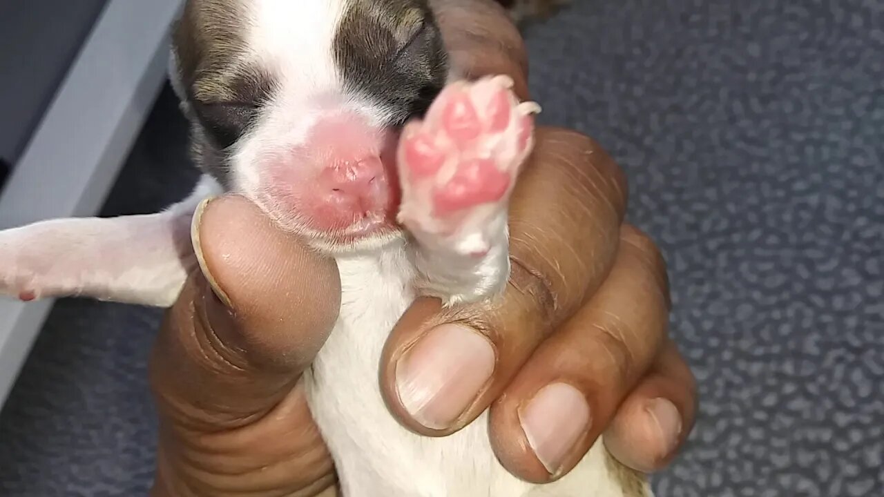 G-Litter..Just Shy Of 24 Hours Old