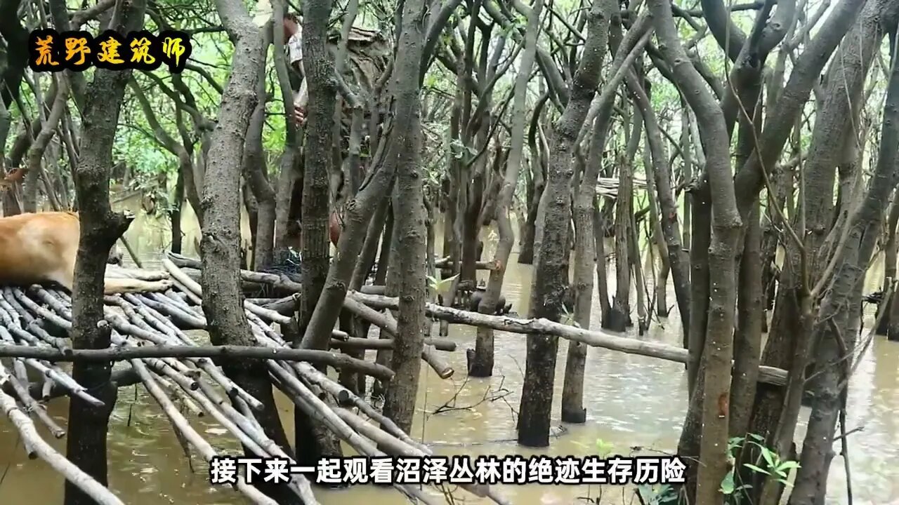 2: The Amazonian swamp forest, the environment is so harsh that people s scalp is numb