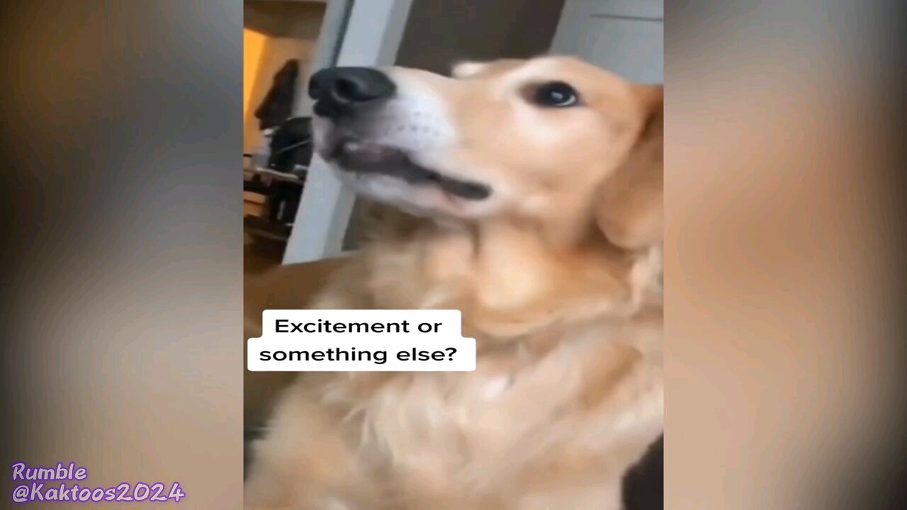 Animal dog and laughter
