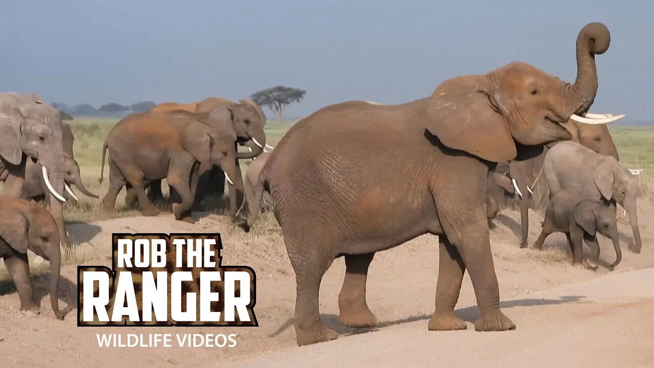 Amboseli Elephants Crossing The Road | Zebra Plains Safari