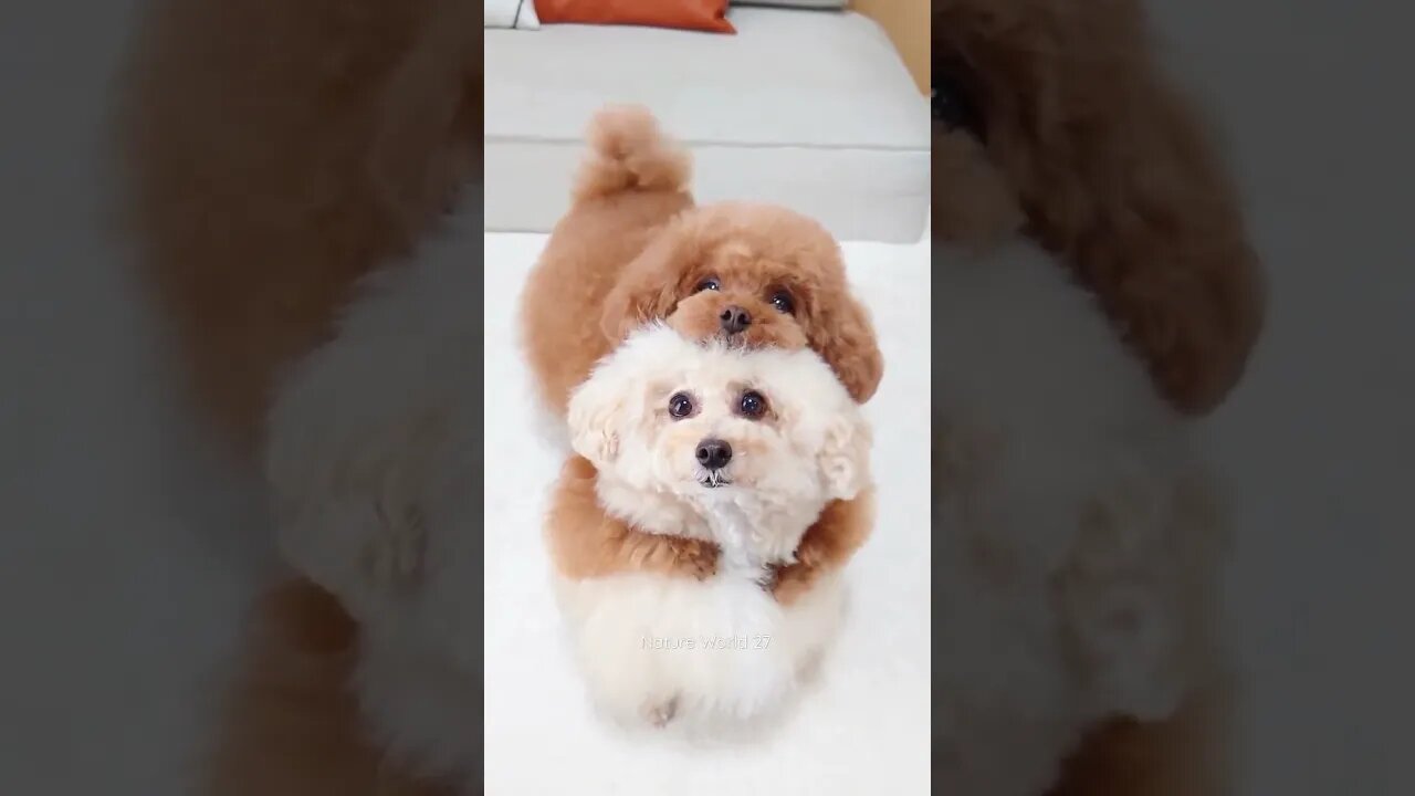 प्यारे से कुत्ते के पिल्ले😍Cute Dog Puppies👈