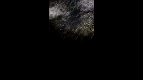 second Louisiana boar hog