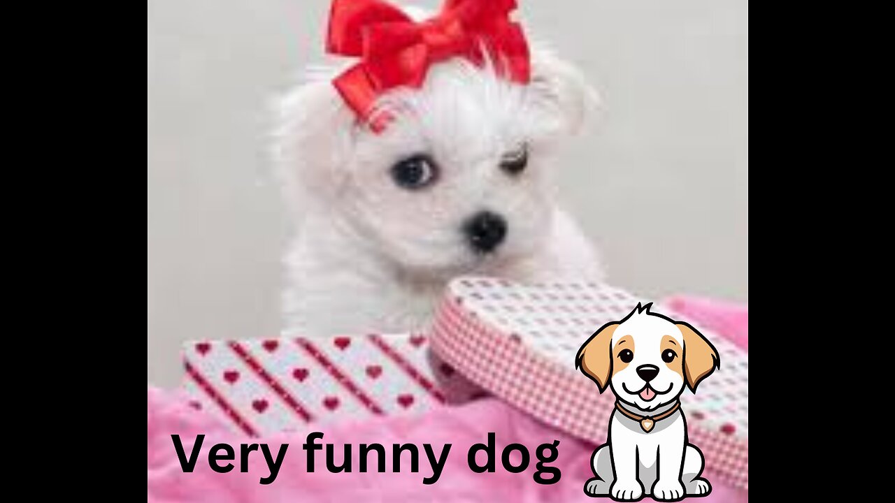 Unleash the Laughter with Hilarious Dog Videos and Memes