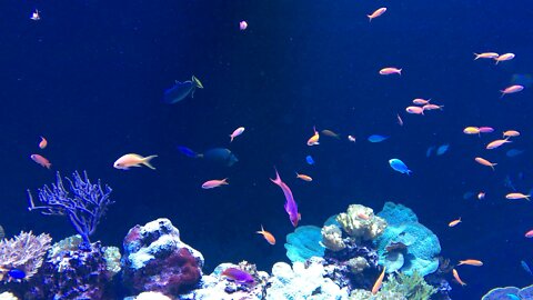 Busy Aquarium!