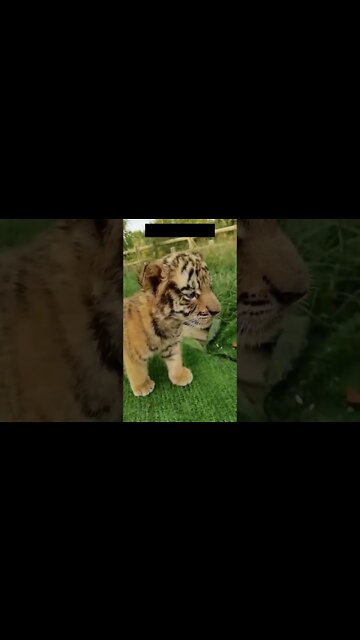 Olha que filhotinho de Tigre mais fofo #shorts