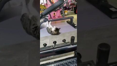 Cat in the gym 😂😍