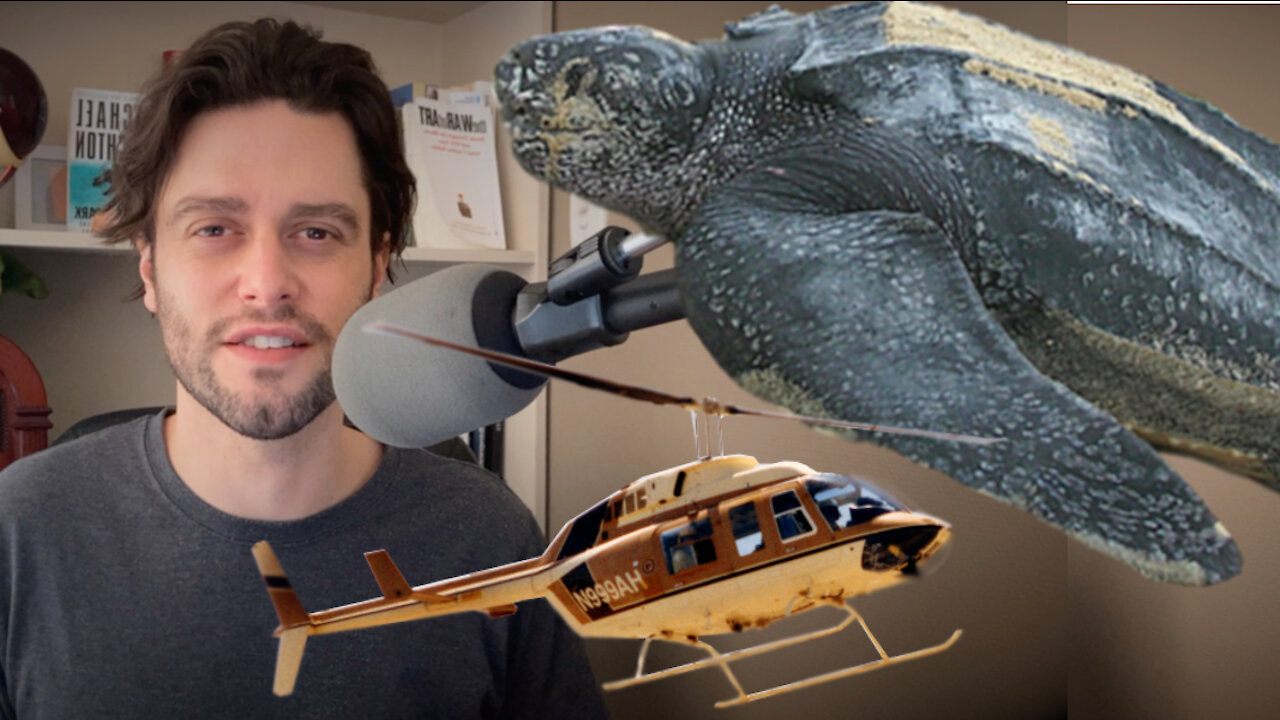 This Turtle Proves How Ridiculous New Zealand Has Become