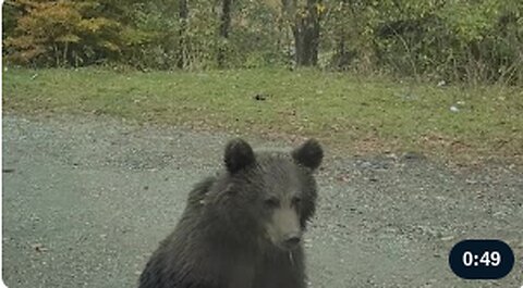 Bear Trio Surrounds Car On Trasfagarasan