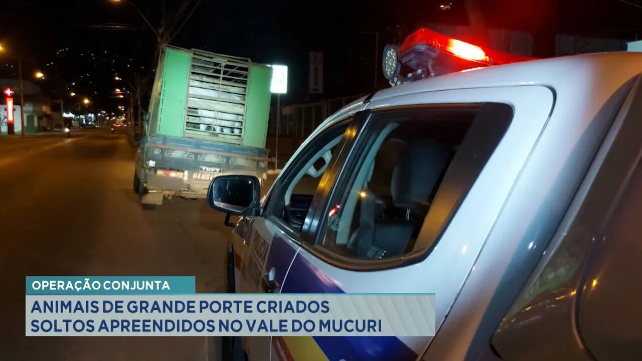 Operação Conjunta: Animais de Grande Porte Criados Soltos Apreendidos no Vale do Mucuri.