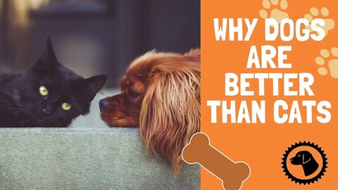 Why Dogs are Better than Cats | DOG BLOG 🐶 #BrooklynsCorner