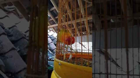 Lovebird selalu gigitin sangkarnya