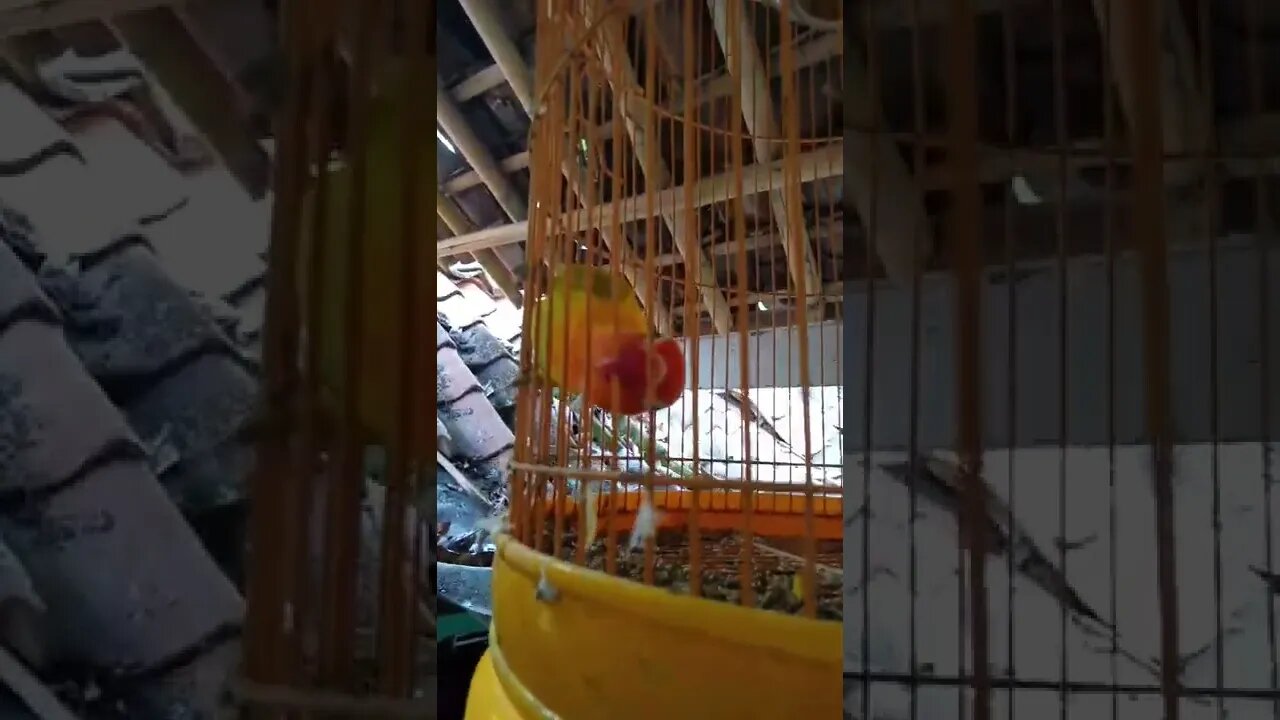Lovebird selalu gigitin sangkarnya