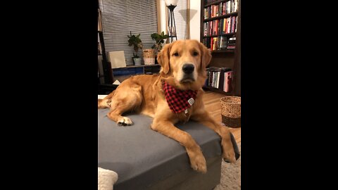 Golden Retriever Catching Treats