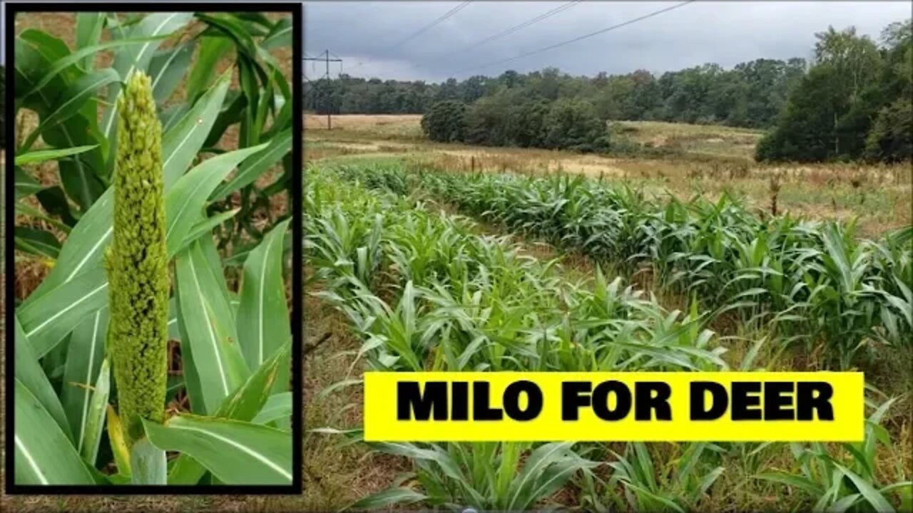 Will LATE planted MILO FOR DEER work? Food plot update 10-06-19