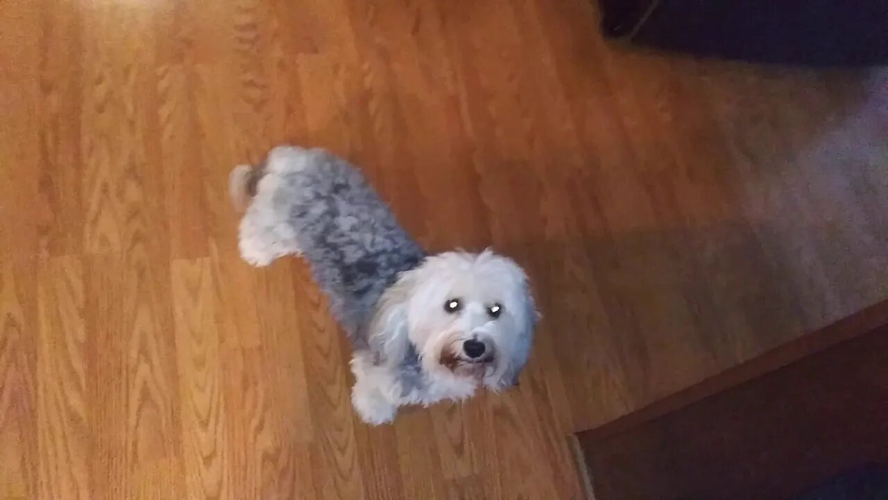 E Litter-Correcting Unwanted Barking