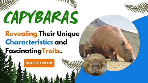 Capybaras, Revealing Their Unique Characteristics and Fascinating Traits.